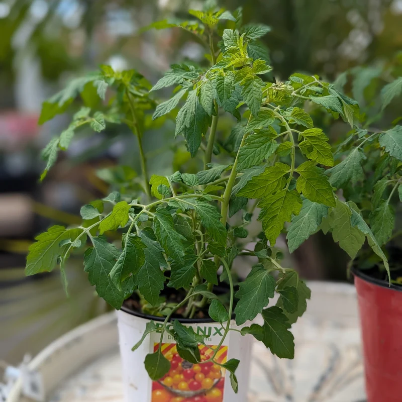 Tomate cerise 'Bonbon' (Rouge et Jaune) - Solanum lycopersicum 'Bonbon'
