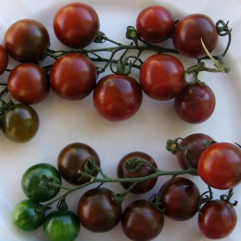 Tomate cocktail 'Black Cherry'
