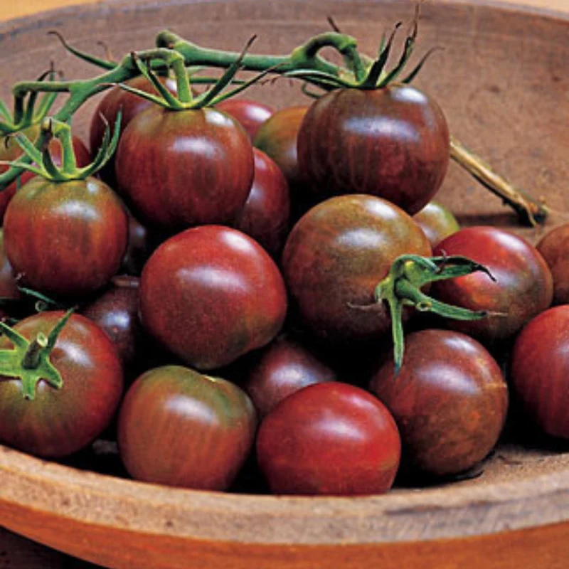 Tomate cocktail 'Black Cherry'