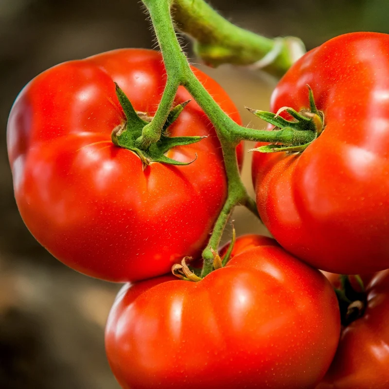 Tomate rouge 'Big Beef'