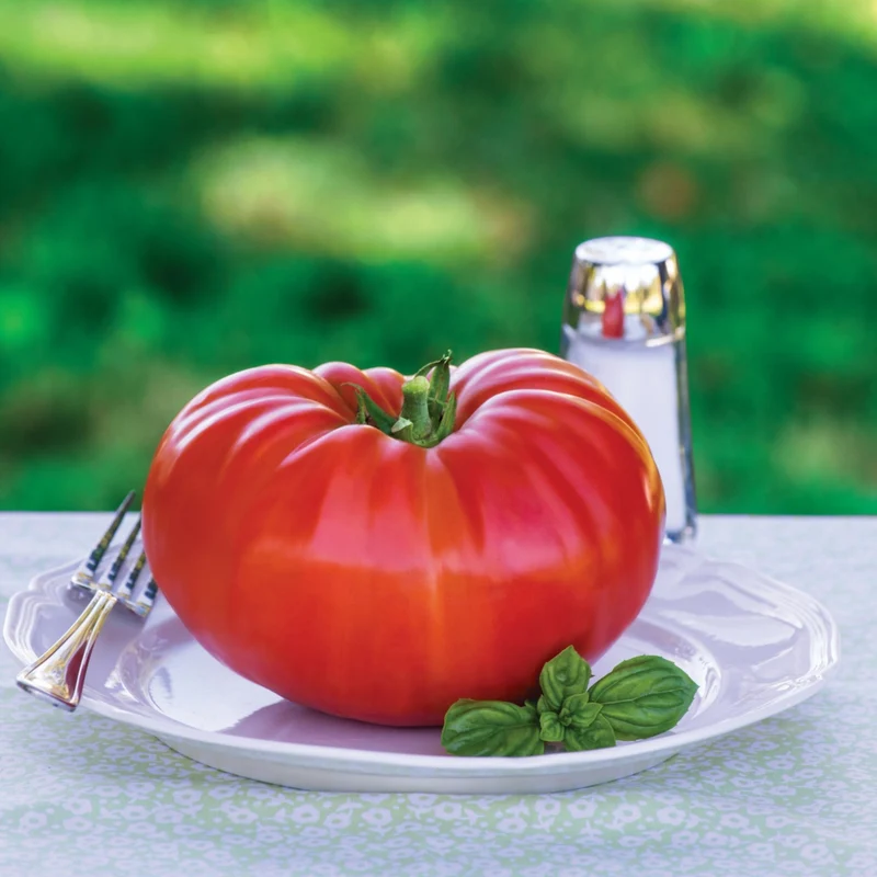 Tomate rouge 'Beefsteak'