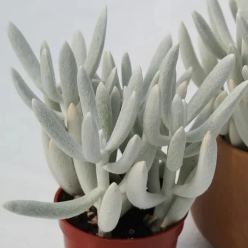 Plante Fantôme, Plante Cocon