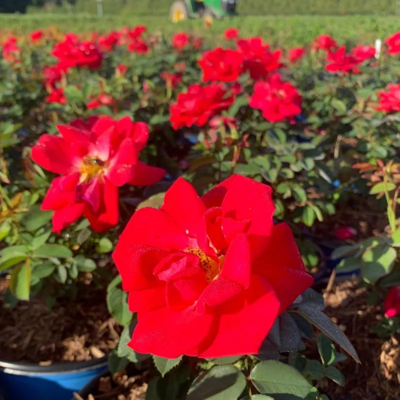 Rosier CINNAMON HEARTS™