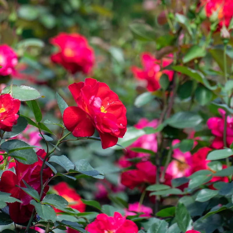 Rosier CINNAMON HEARTS™