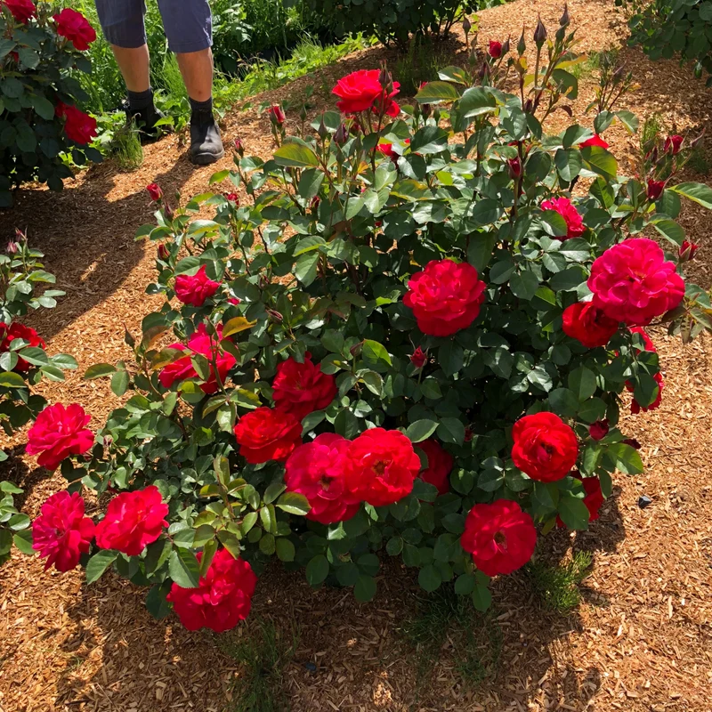 Rosier CINNAMON HEARTS™