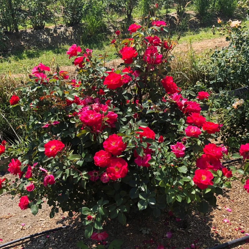 Rosier CINNAMON HEARTS™