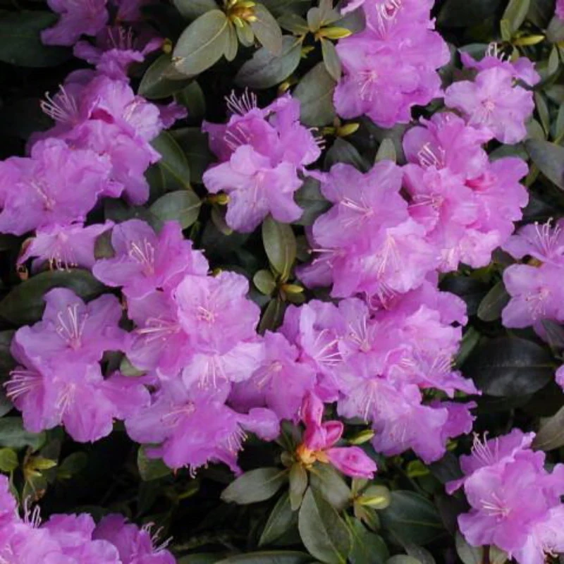 Rhododendron 'PJM Elite' – Rhododendron PJM Elite