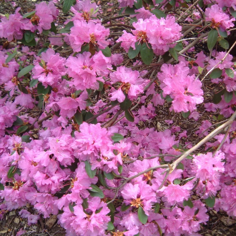 Rhododendron 'PJM Elite' – Rhododendron PJM Elite