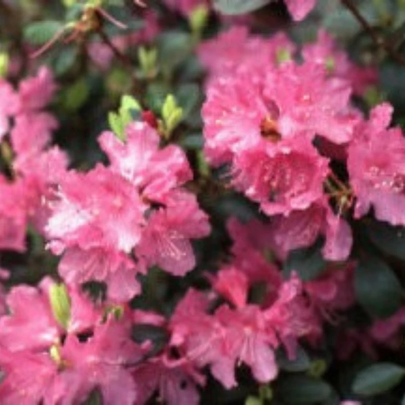 Rhododendron 'PJM Elite' – Rhododendron PJM Elite