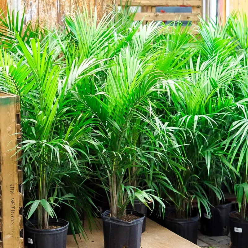 Ravenea rivularis – Palmier Majesty