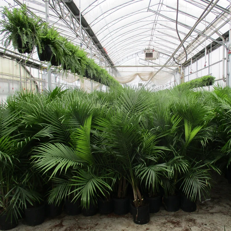 Ravenea rivularis – Palmier Majesty