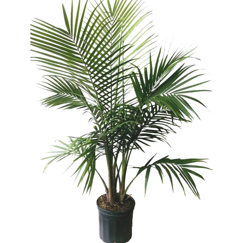 Ravenea rivularis – Palmier Majesty