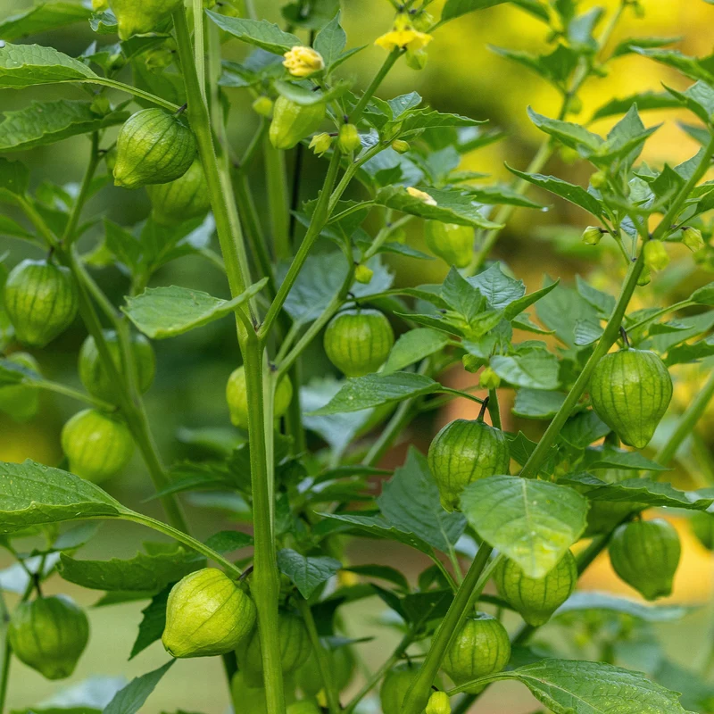 Tomatillo du Mexique