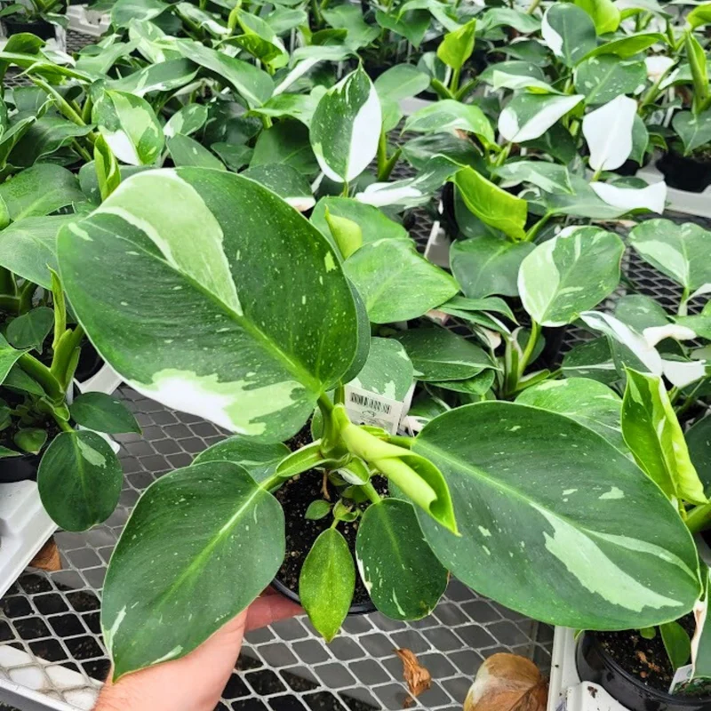 Philodendron 'White Wizard'