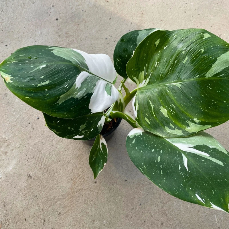 Philodendron 'White Wizard'