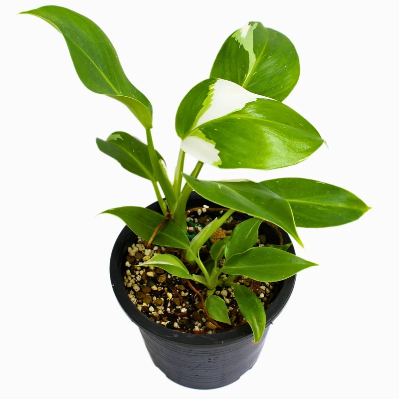 Philodendron 'White Wizard'