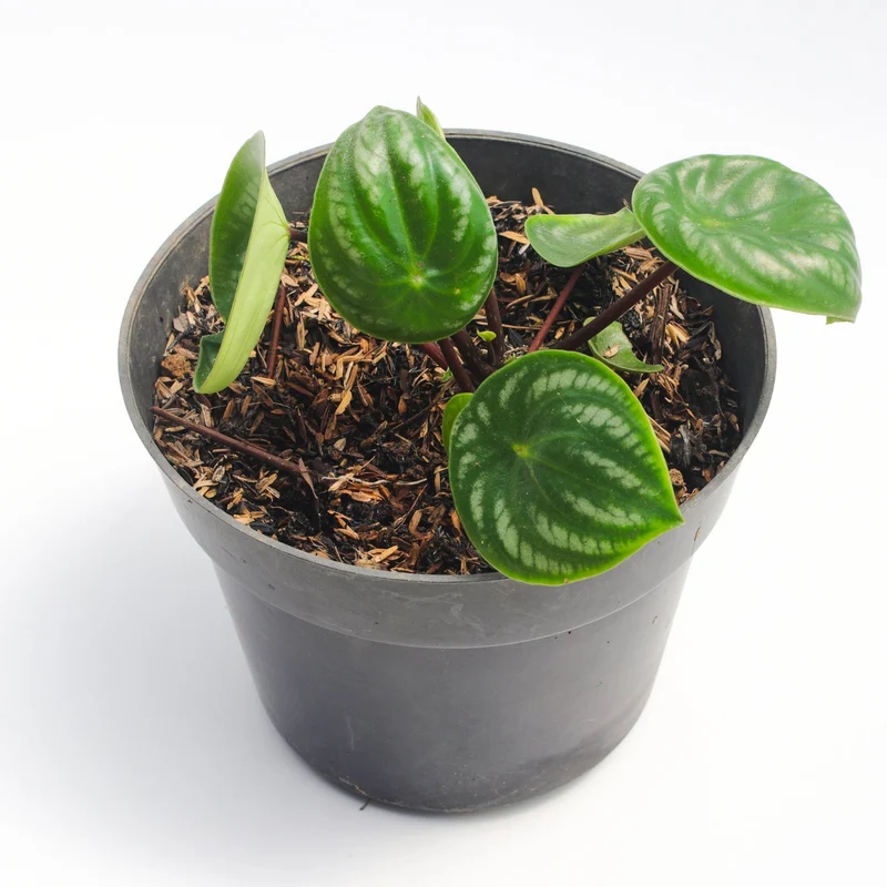 Peperomia Melon d'eau