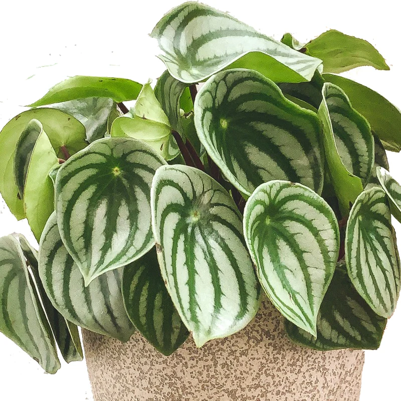 Peperomia Melon d'eau