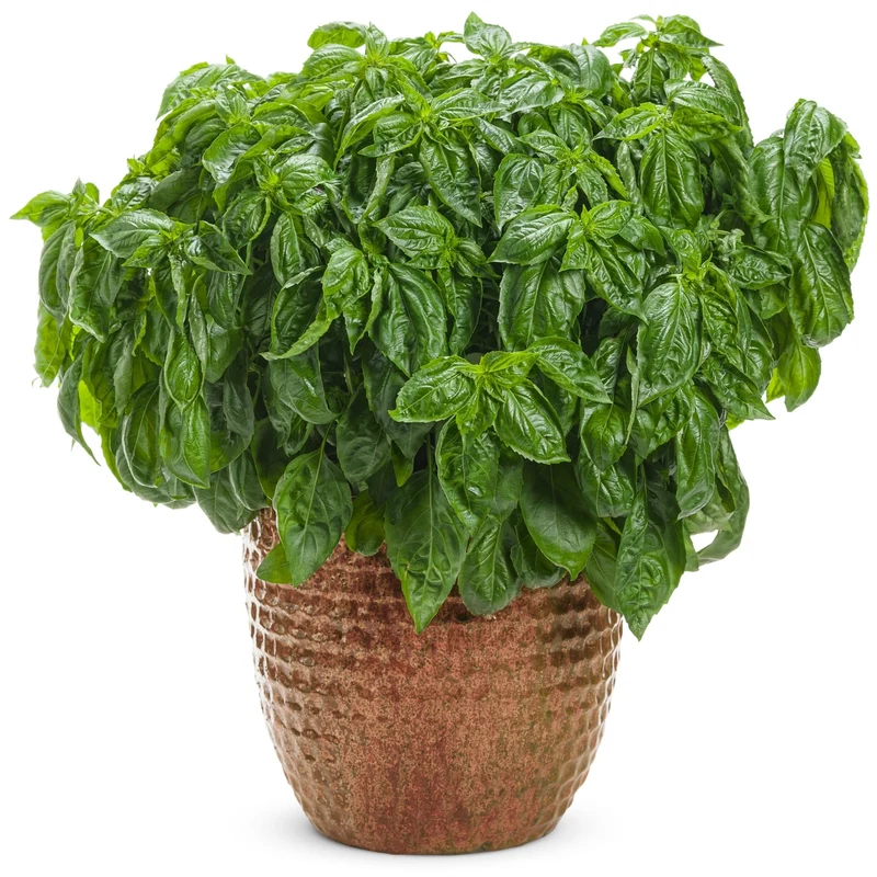 Basilic AMAZEL BASIL®