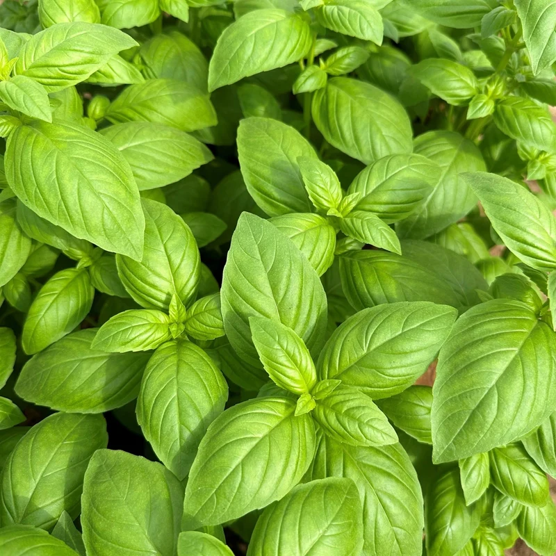 Basilic à Grandes Feuilles