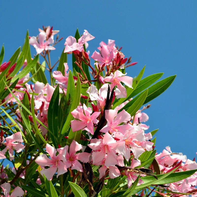 Nerium oleander – Laurier-rose