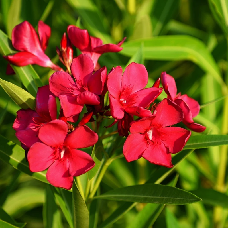 Nerium oleander – Laurier-rose