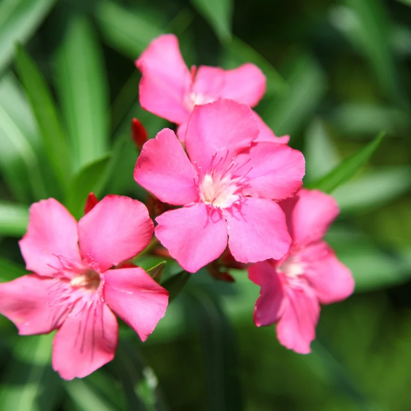 Nerium oleander – Laurier-rose