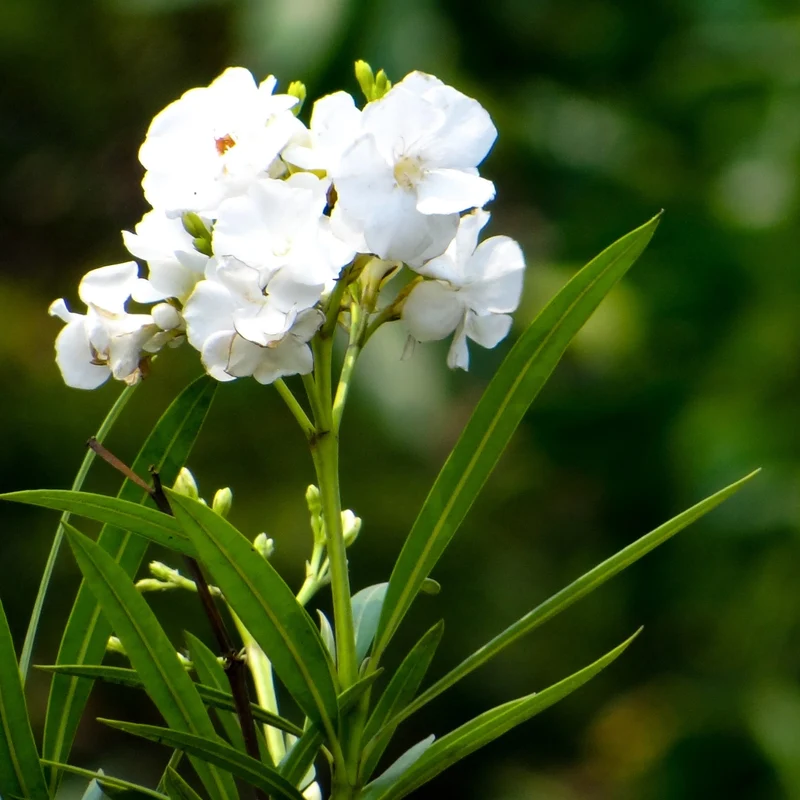 Nerium oleander – Laurier-rose