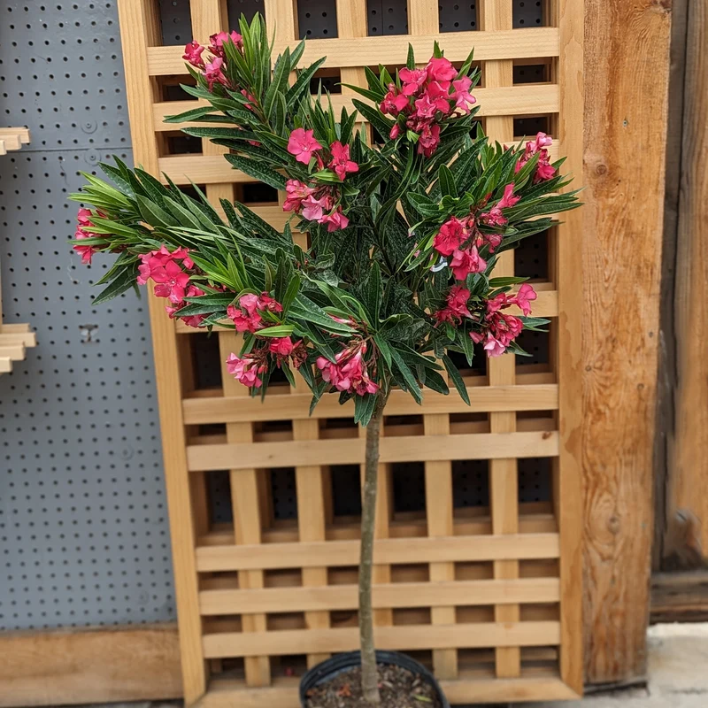 Nerium oleander – Laurier-rose