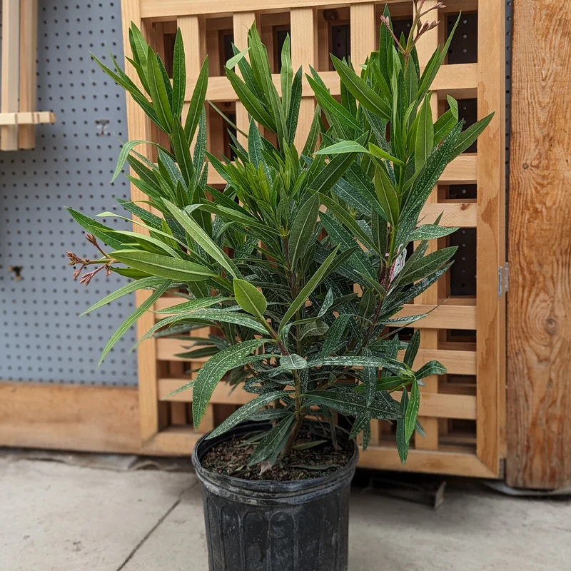 Nerium oleander – Laurier-rose