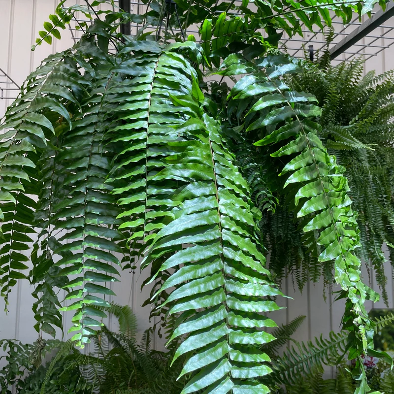 Nephrolepis biserrata 'Macho' - Fougère Géante 'Macho'