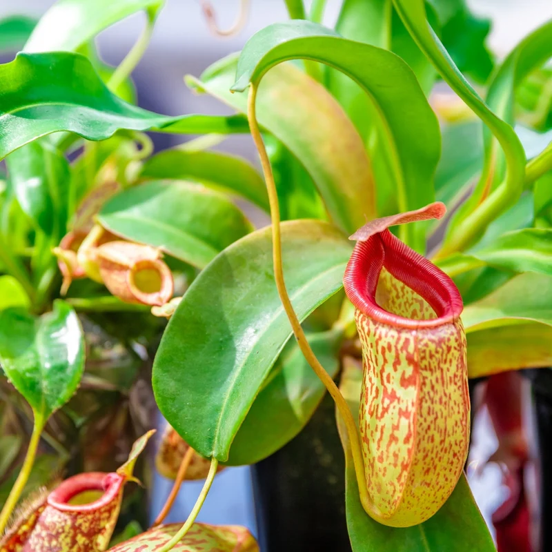 Nepenthes - Népenthès (Plante à urnes)