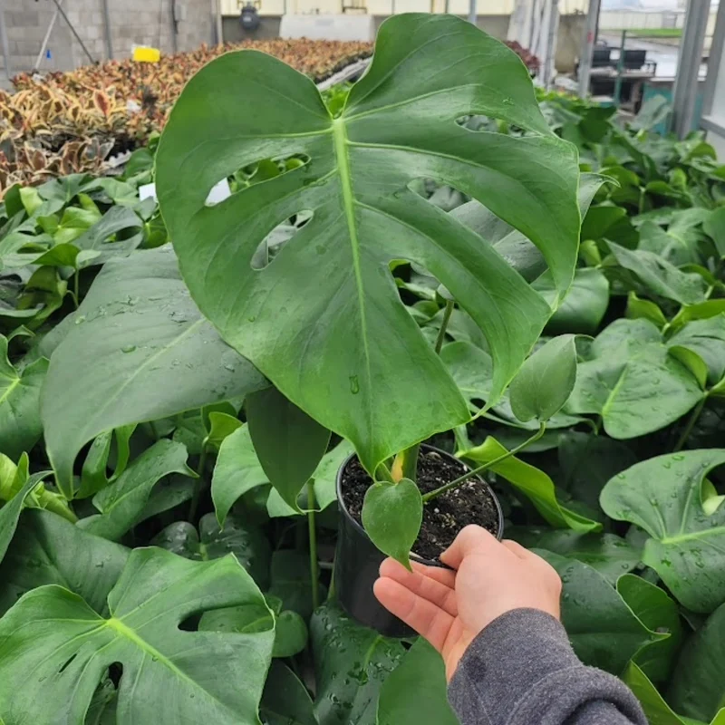 Monstera deliciosa - Monstera faux-philodendron