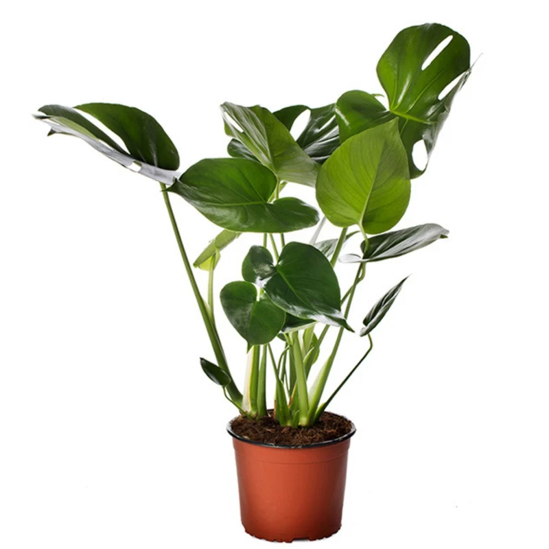 Monstera deliciosa - Monstera faux-philodendron