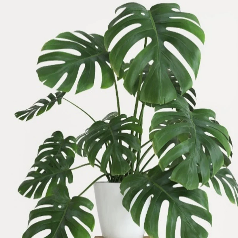 Monstera deliciosa - Monstera faux-philodendron