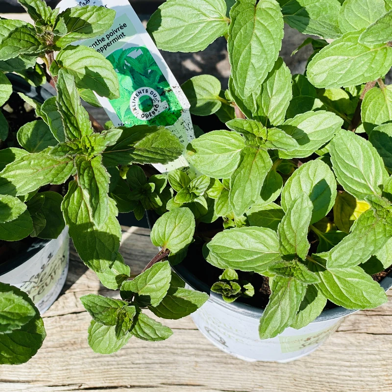 Mentha x piperita – Menthe Poivrée