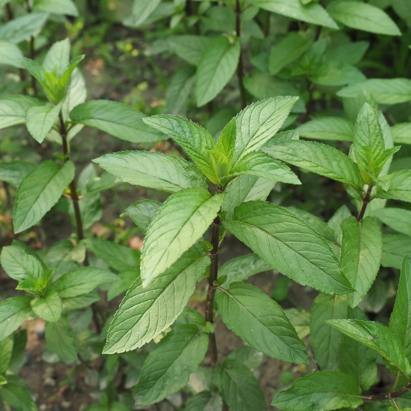Mentha x piperita – Menthe Poivrée