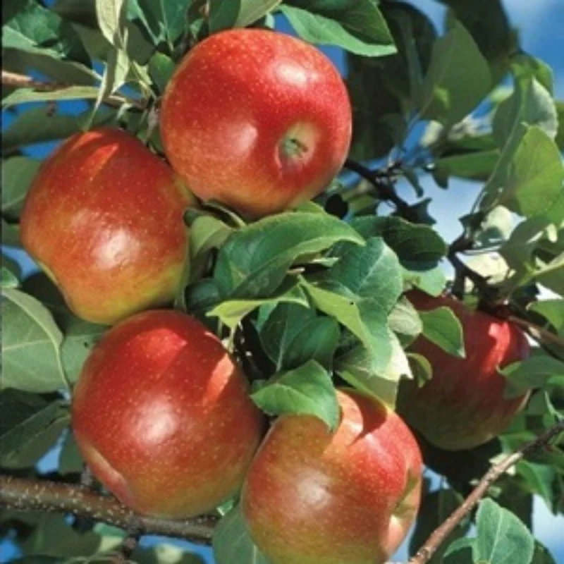 Pommier 'Honeycrisp' - Malus domestica 'Honeycrisp'
