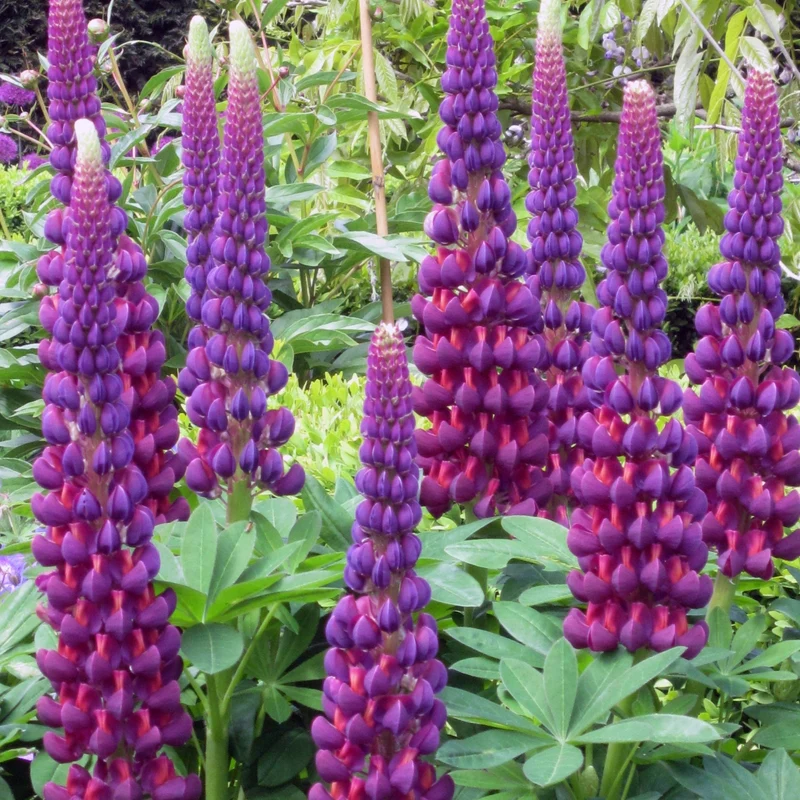 Lupin WEST COUNTRY™ Masterpiece