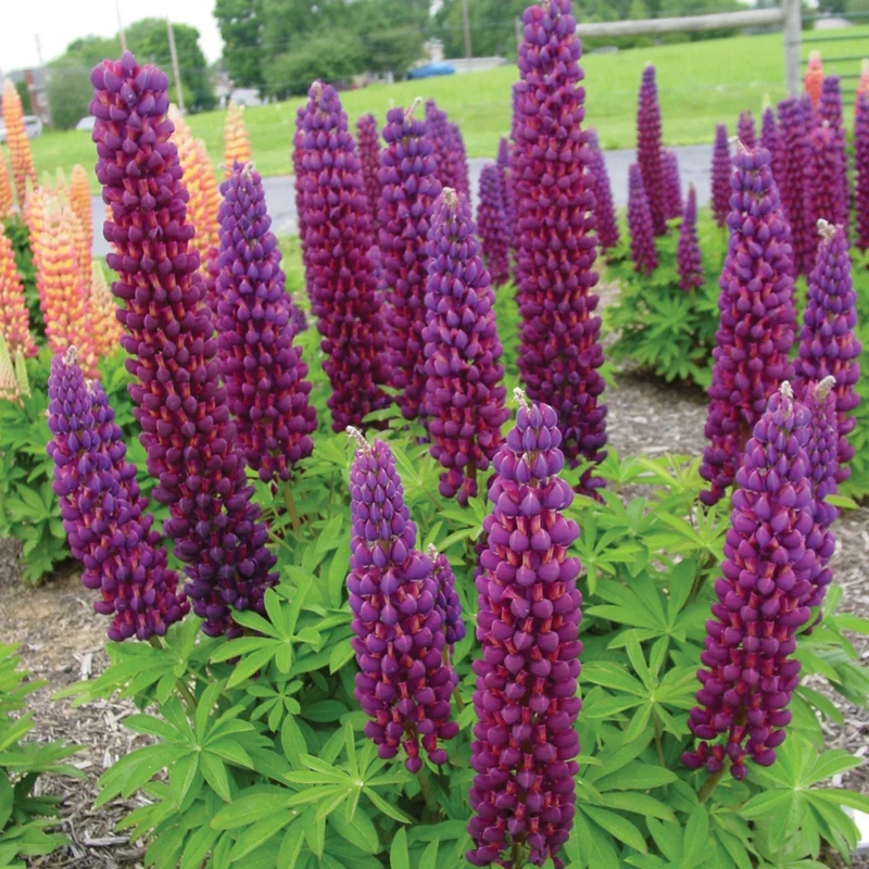 Lupin WEST COUNTRY™ Masterpiece