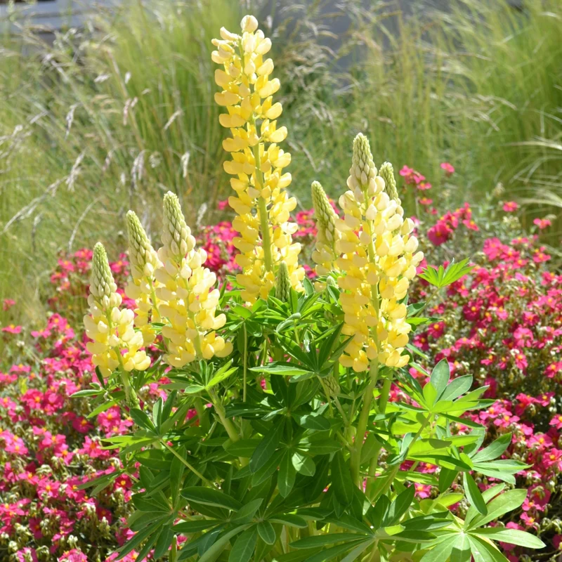 Lupin MINI GALLERY™ Yellow