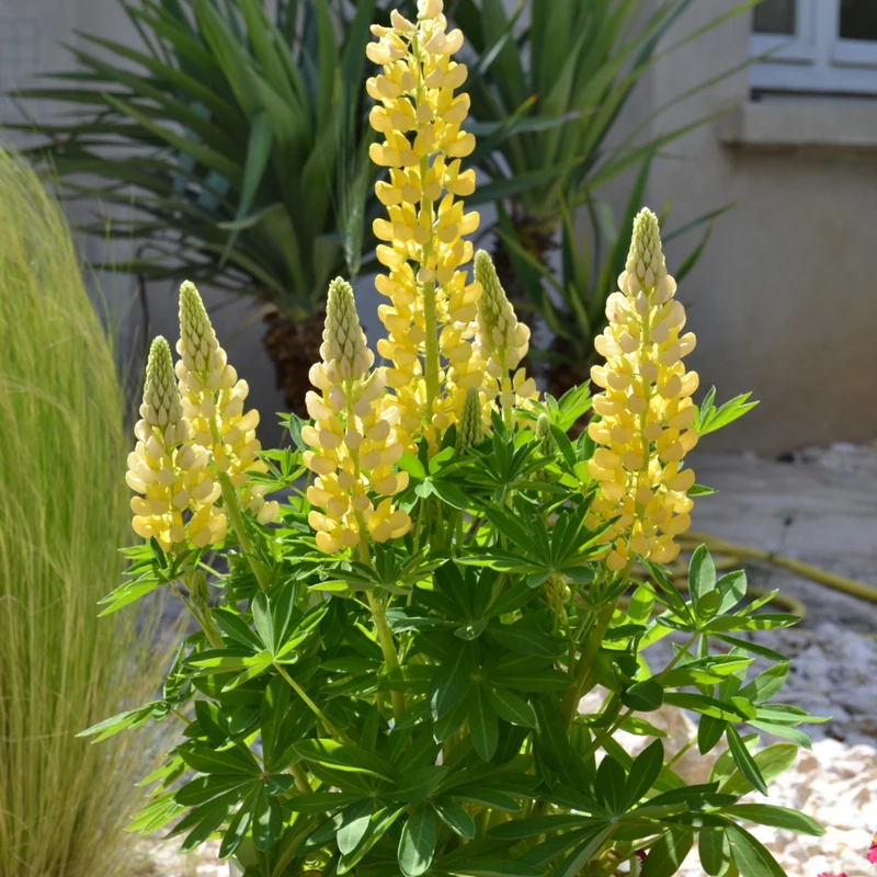 Lupin MINI GALLERY™ Yellow