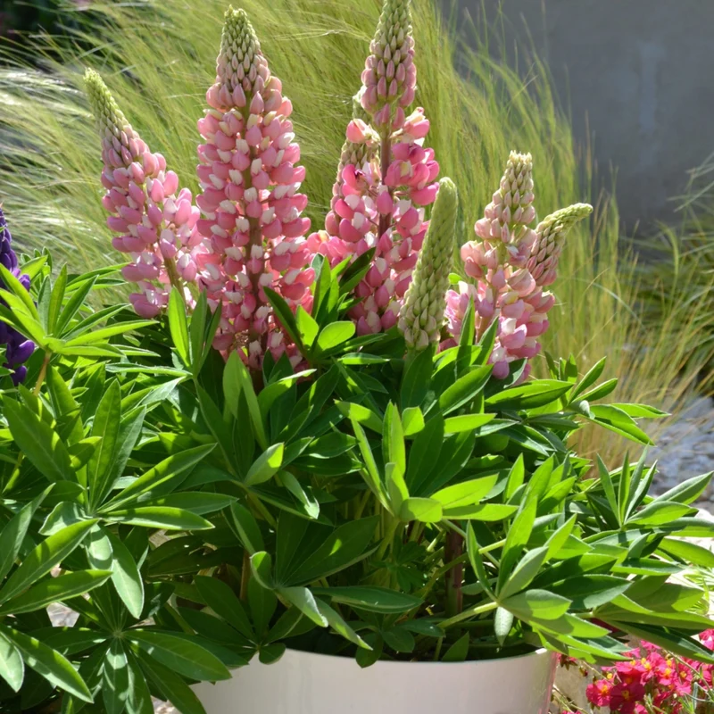 Lupin MINI GALLERY™ Pink Bicolor