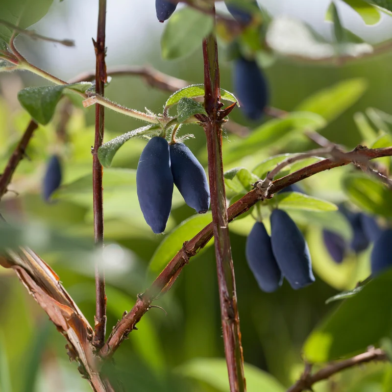 Camerisier 'Boreal Beauty' - Lonicera caerulea 'Boreal Beauty'