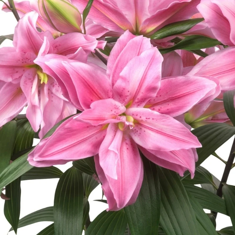 Lilium orientalis ROSELILY® Sara – Lys oriental ROSELILY® Sara