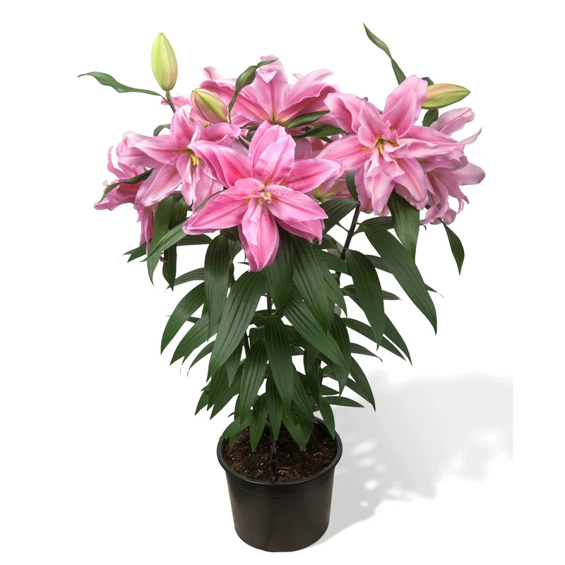 Lilium orientalis ROSELILY® Sara – Lys oriental ROSELILY® Sara