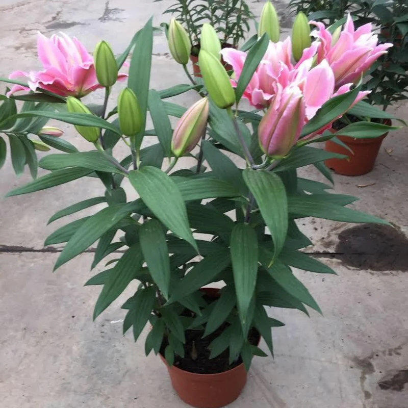 Lilium orientalis ROSELILY® Sara – Lys oriental ROSELILY® Sara