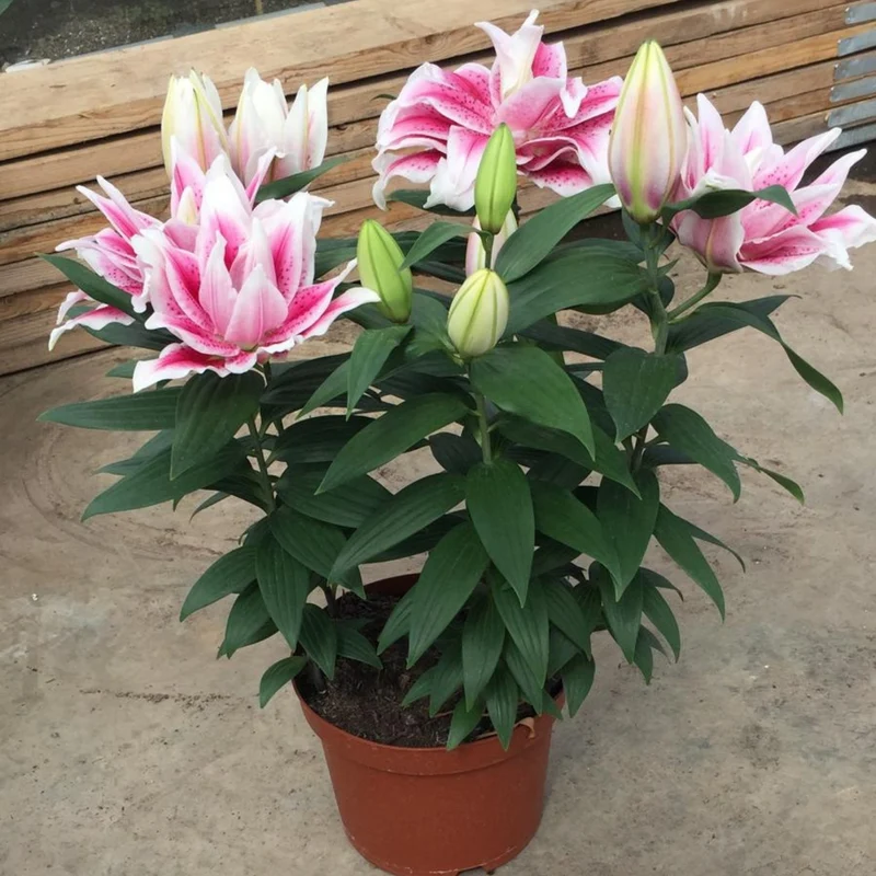 Lis Oriental ROSELILY® Nowa