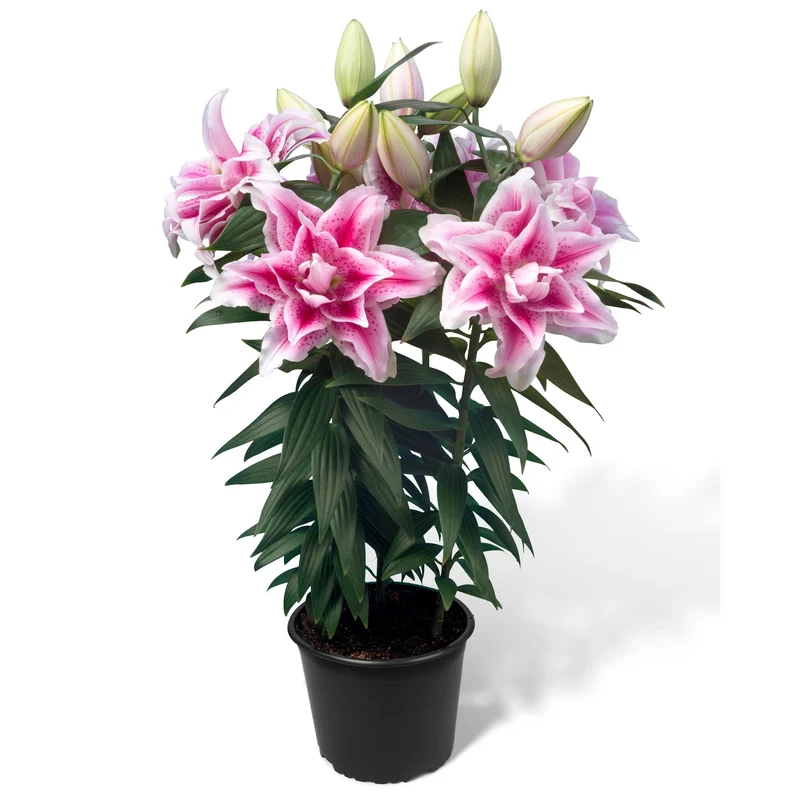 Lis Oriental ROSELILY® Nowa