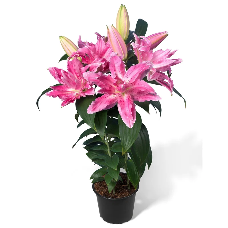 Lis Oriental ROSELILY® Mila
